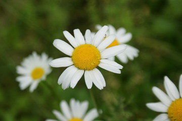 Obraz premium summer Daisies