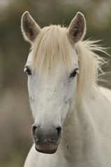 cheval camarguais
