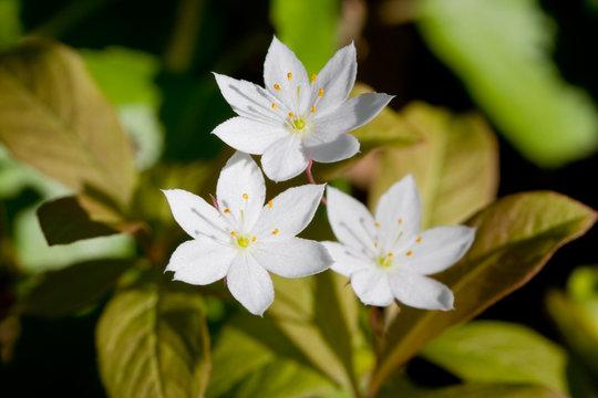 Three white flowers