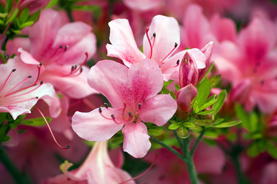 rhododendren