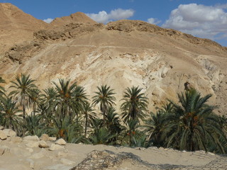 Oasis de Chekiba