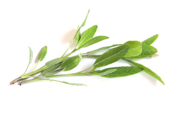 Obraz premium Sage twigs isolated on white