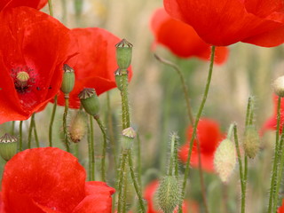poppys