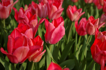 Fototapeta premium Sea of tulips