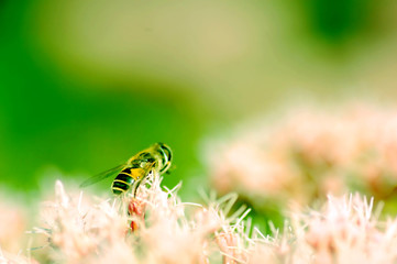 Bee on flower