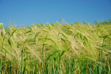 Kornfeld im Fr&uuml;hjahr 074