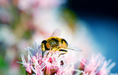 Bee on flower