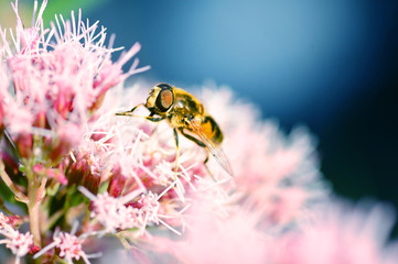 Bee on flower
