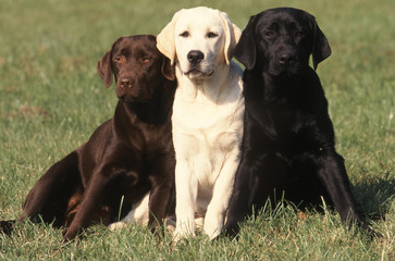 chien Labrador retriever - obrazy, fototapety, plakaty