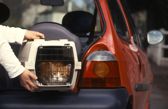 chat Gouttiere voiture départ vacances voyage