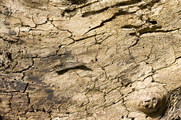 beautifully willow tree bark for background