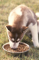 chien  Husky sibérien