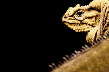 Iguana Rinoceronte © erllre