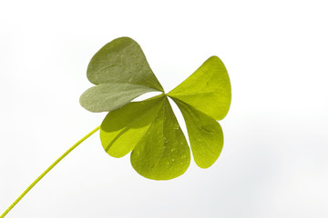 Three-leaved clover leaf