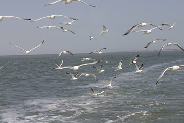 Seem&ouml;we - seagull