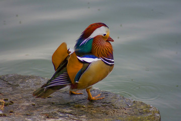 Mandarin duck