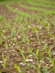 Young corn crops stalk