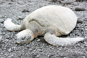 Tortoises On Ocean Coast