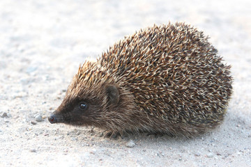 hedgehog