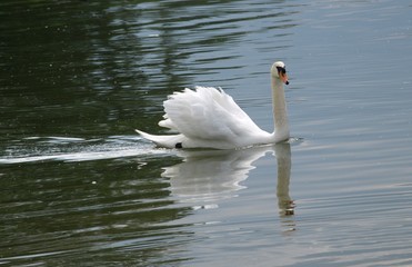 Obraz premium floating royality