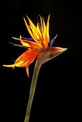 Paradiesblume - bird of paradise 01
