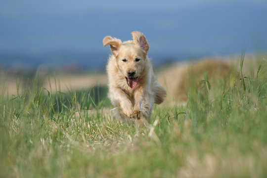 golden retriever en course