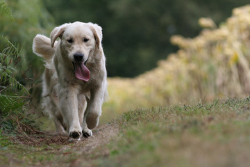 chien a la campagne