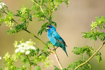 A indigo bunting perched in a plant 