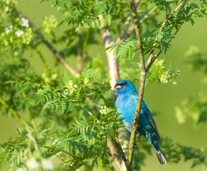 Indigo bunting