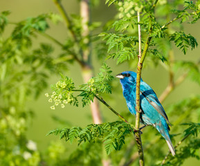 A indigo bunting perched in a plant 