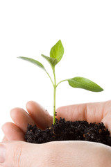 Transplant of a tree in female hands