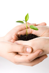 Transplant of a tree female and children's hands
