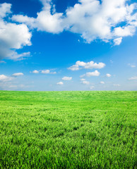 Obraz premium green spring field