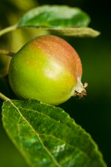 Young apple on branch