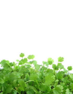 coriander