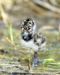 The nestling of lapwing