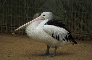 Pelican