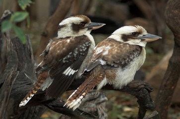 Kookaburra