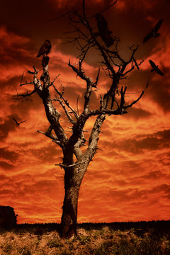 D&auml;mmerung