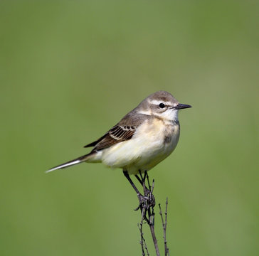 Grey Wagtail