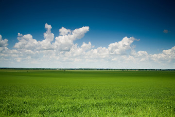 Green field
