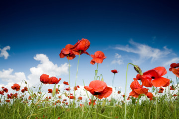 Field with poppies under dark sky