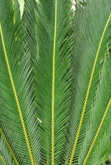 Naklejka na ściany i meble Japanischer Palmfarn, Cycas revoluta
