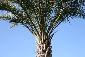 Palm Tree