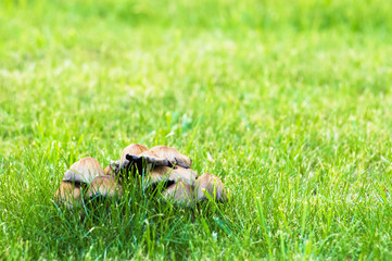 abstract mushroom  background