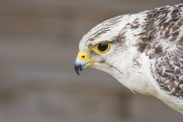 rapace
