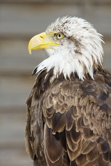 aigle