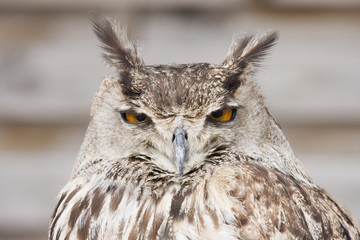 hibou