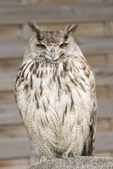 hibou