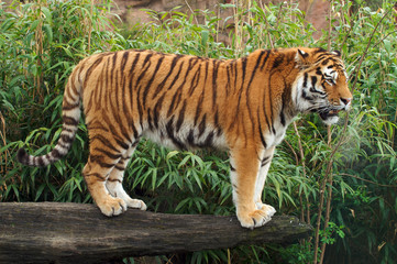 Amur Tiger